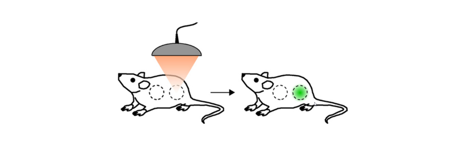 Bacterial thermostats with therapeutic potential 
